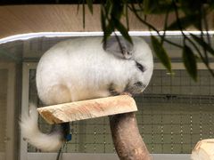 -藦茜花园宠物主题亲子互动体验馆(国顺东路店)