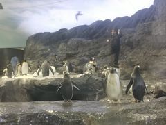 -新加坡飞禽公园