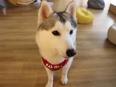 -Husky Go! 哈士奇体验馆·宠物咖啡厅狗咖