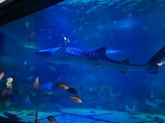 -烟台海昌鲸鲨海洋公园