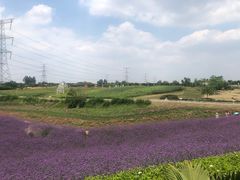 -紫颐香薰山谷景区