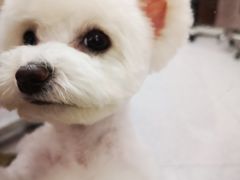 -FAELING PETS美天灵宠物(富力广场店)