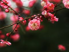 -上海吴淞炮台湾国家湿地公园