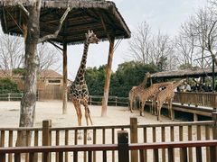 -上海野生动物园