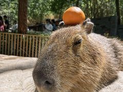 -北京野生动物园