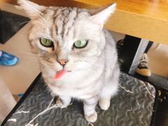 -平行世界·猫咖(首经贸店)