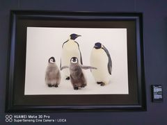 -罗红摄影艺术馆