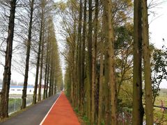 -上海长兴岛郊野公园