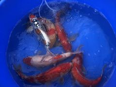 -华声天桥民俗文化园