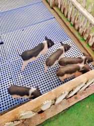 -萌宠亲子动物乐园(槐房万达店)