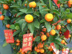 -南通洲际绿博园