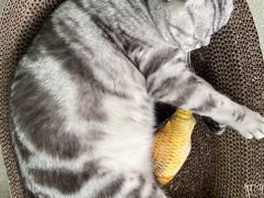 -屋虎猫馆(宝安大仟里店)