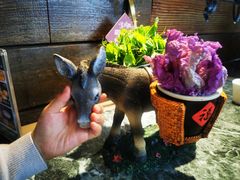 -慢丽江·云南野生菌土鸡锅(西山店)