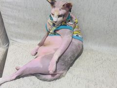 -藏猫猫咖啡主题馆(中央大道店)