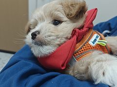 -瑞派康怡24h宠物医院·犬猫医疗中心·微创绝育(瑞景分院)