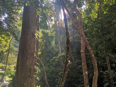 -西双版纳原始森林公园