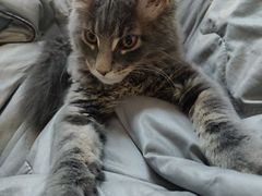 -欣宠猫屋·矮脚拿破仑·蓝金金渐层