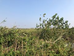 -盐城丹顶鹤湿地生态旅游区