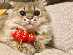 -猫大福·Fortune Cat猫舍(百子湾店)