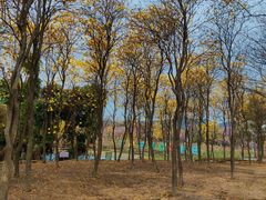 -天适樱花悠乐园