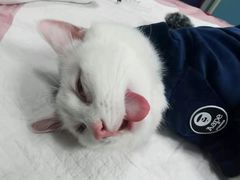 -伟伟宠物医院·瑞派猫友好医院·猫科(光谷店)
