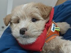 -瑞派康怡24h宠物医院·犬猫医疗中心·微创绝育(瑞景分院)