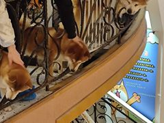 -喜柴咖啡·柴犬狗咖