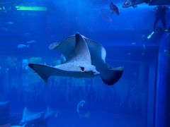 -迪拜水族馆及水下动物园