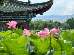 -力香园猪脚米线(金星店)