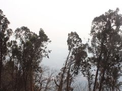 -抱犊崮国家森林公园