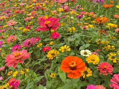 -南宁良凤江国家森林公园