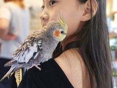 -吉丁鸟咖·异宠·寄养