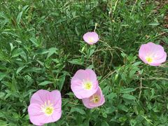 -白塘生态植物园