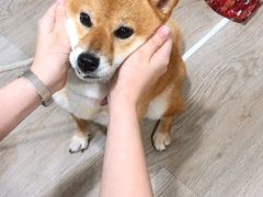 -柴迷FANS CLUB·柴犬狗咖·猫咖