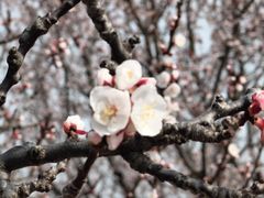 -北京西山国家森林公园