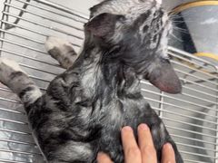 -汪喵宠物医院·骨科心脏影像·犬猫急重症ICU诊疗中心(成华分院)