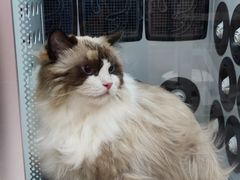 -FAELING PETS美天灵宠物(富力广场店)