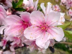 upload_pic-南汇桃花村