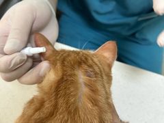 -瑞派旺宝宠物医院·犬猫全科综合·尿道专科(莲兴院)