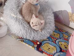 -糯米喵星人总部直营旗舰店·猫舍·幼猫出售