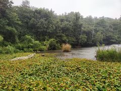 -天目湖山水园