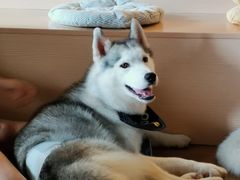 -Husky Go! 哈士奇体验馆·宠物咖啡厅狗咖
