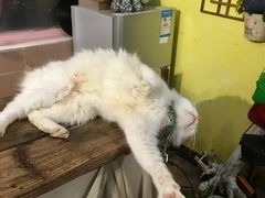 -小洲村