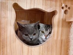 -Catmate·猫肥家润(金润铂宫店)