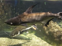 -太平洋海底世界