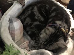 -海边的猫和咖啡馆