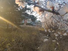 -长安寺