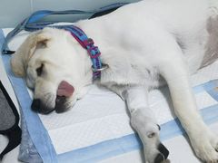 -达爱动物医院·犬猫分区·CT·复杂眼科(远洋山水分院)