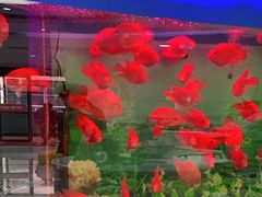 -雅悦齿科(顾村公园店)
