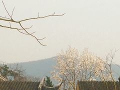 -香雪海
